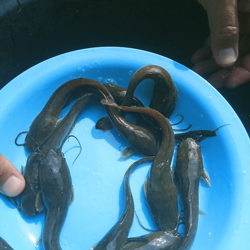 Paket bibit lele ukuran sangkal isi 50 ekor