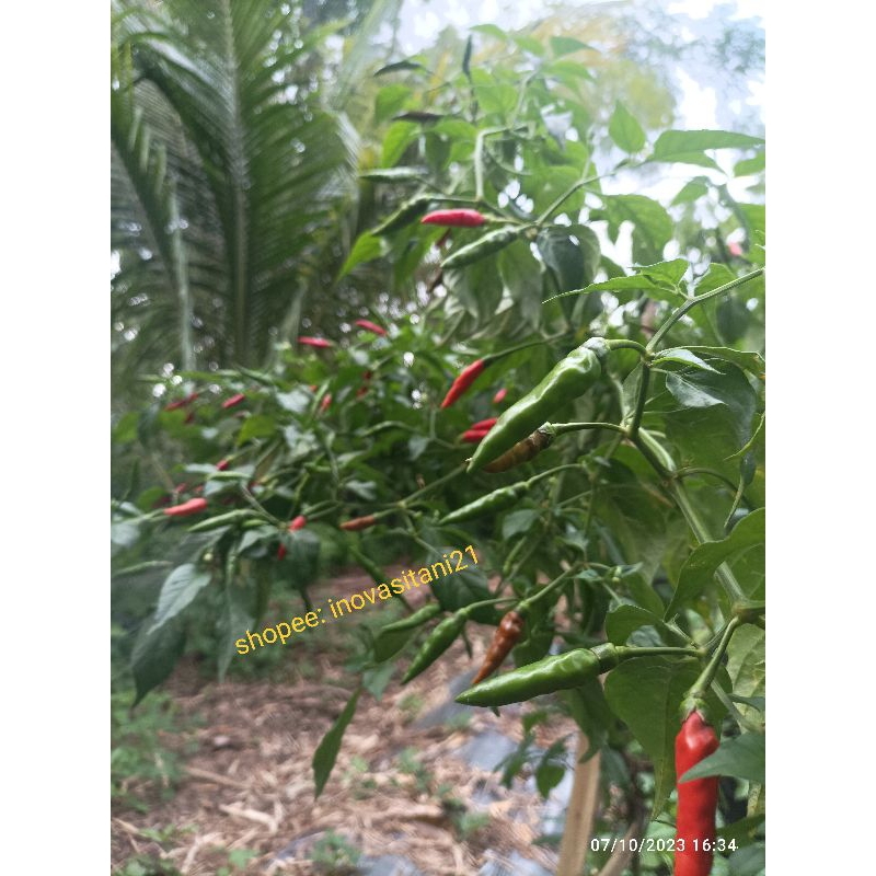 5 gram Biji / bibit Cabe Rawit Rotan Rawit Hijau lokal Buah merunduk ramping runcing ---------------