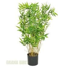 Tanaman Hias Pohon Bambu Kuning / Pohon Bambu Kuning Jepang - Tanaman Hias Hidup