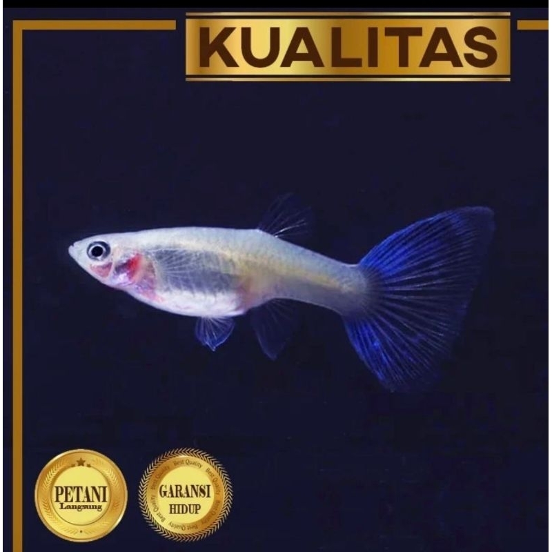 Guppy Blue Moscow Betina Ikan Hias Aquascape Hiasan Aquarium Tanaman Air