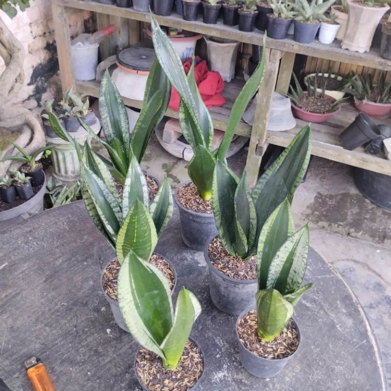 sansivera trifasciata whitney