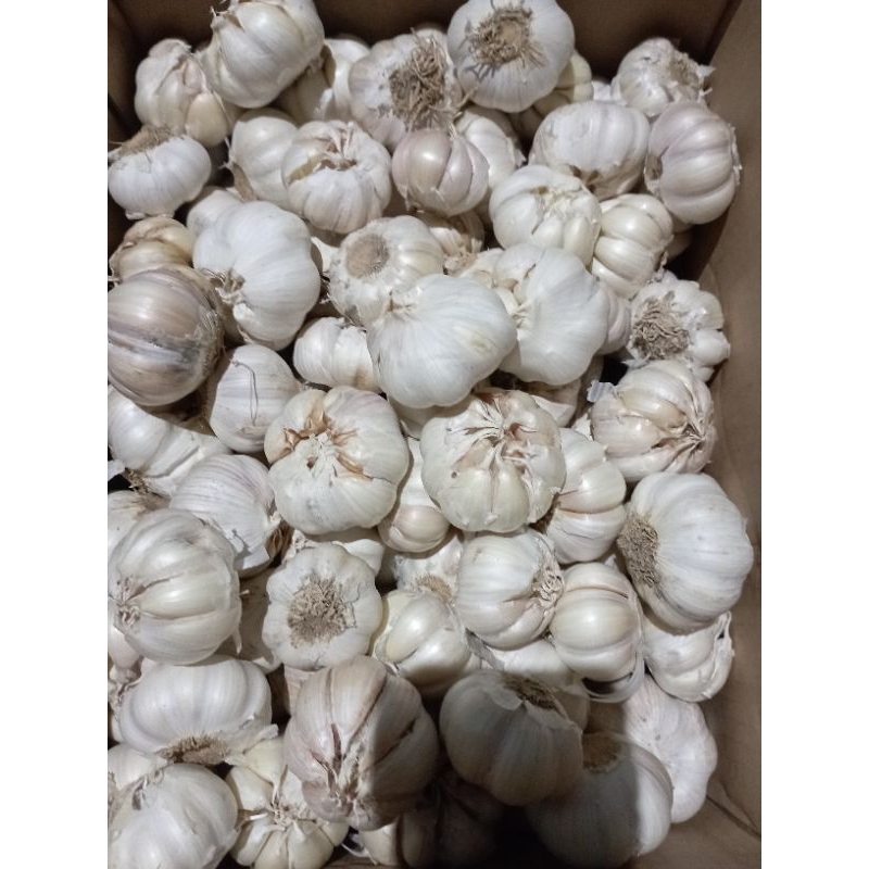 

Bawang putih bersih berat 1 kg