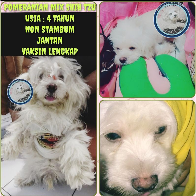 anjing mix pom dan shih Tzu jantan warna putih bulu panjang