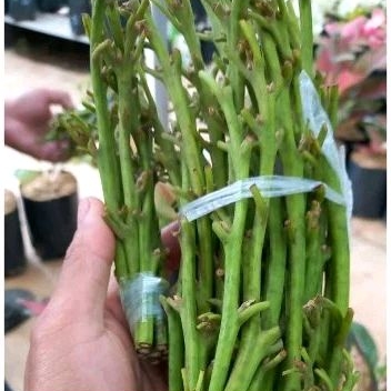 

Entres alpukat mentega' harga per entres