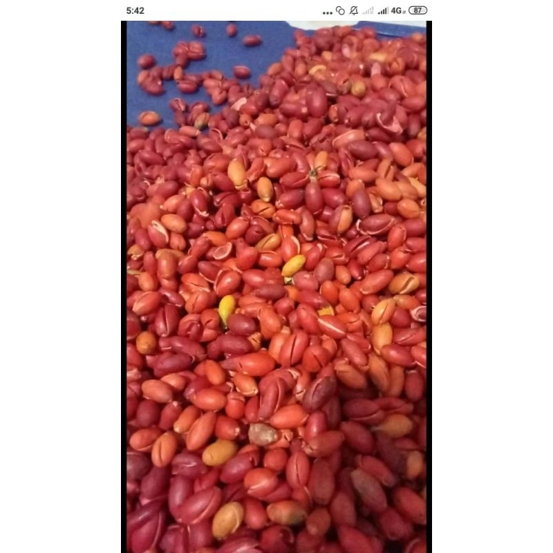 

kulit melinjo mentah ,fress 1kg