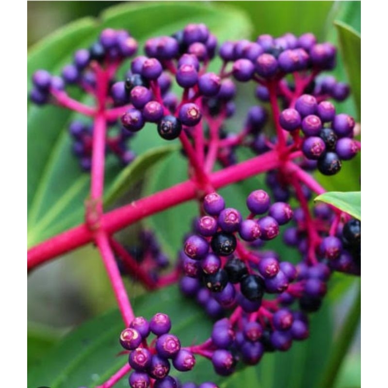 

Buah Parijoto Muria