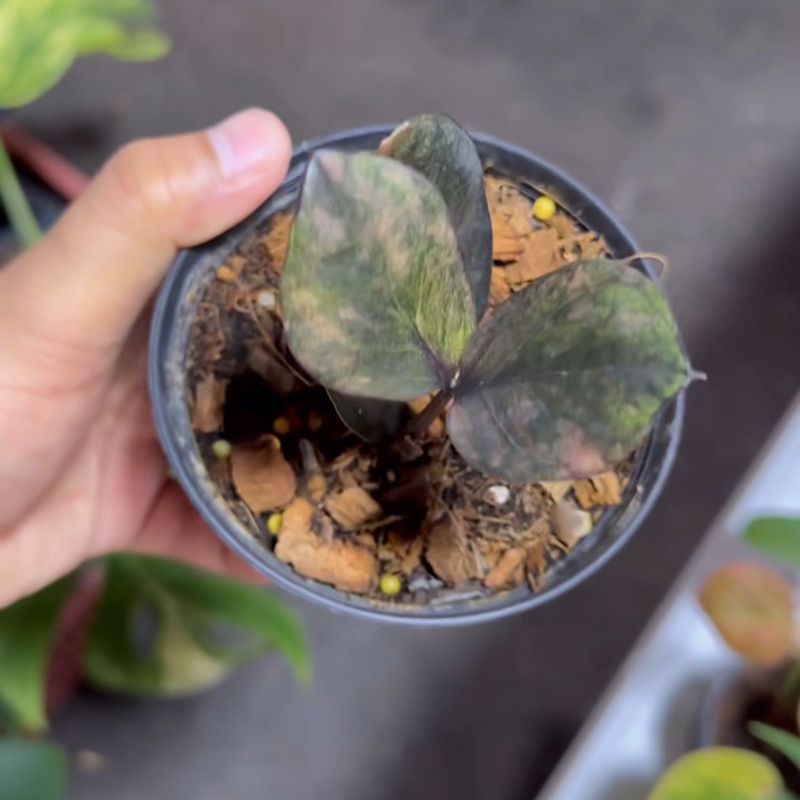 Zamioculcas Zamifolia Pink Varigata l ZZ Pink varigata