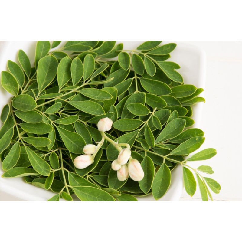 

Daun kelor