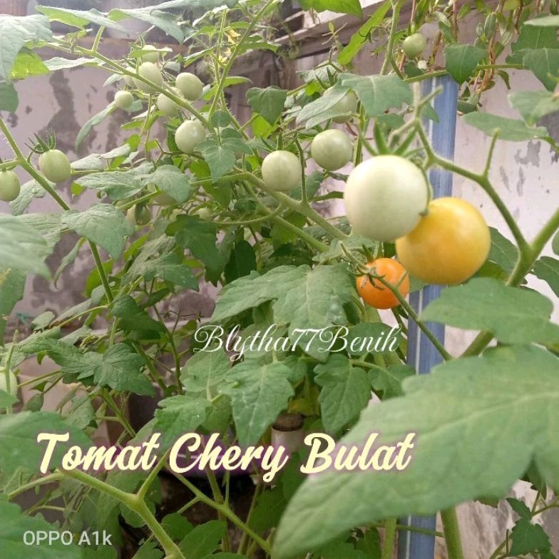 20 Bibit/benih/biji tomat cherry merah bulat tomat chery cery tomat ceri