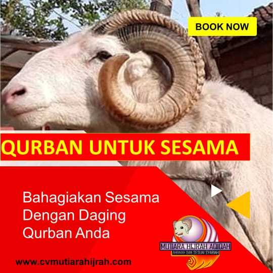 Kambing Qurban Jantan Free Ongkir jabodetabek