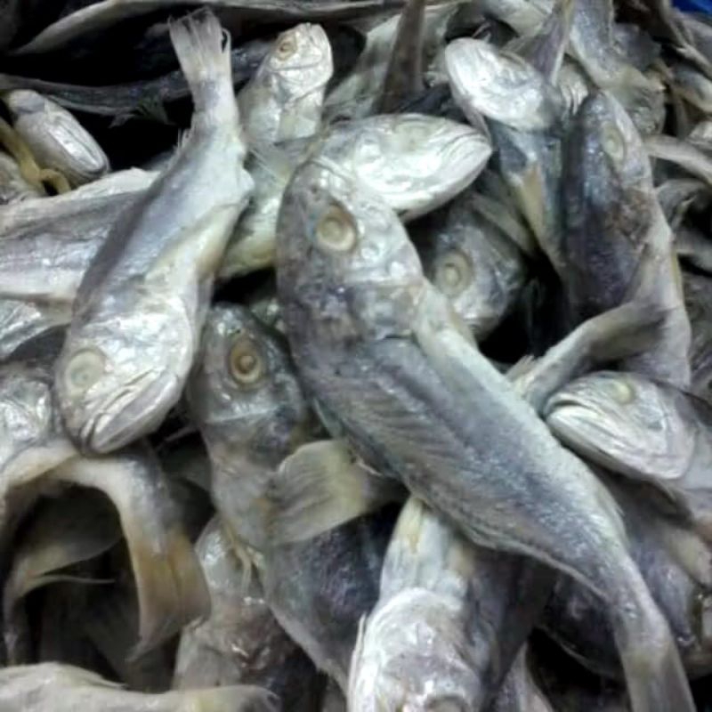 

IKAN ASIN GULAMA KEPALA BATU BERAT 1 KG PROMO TERBATAS