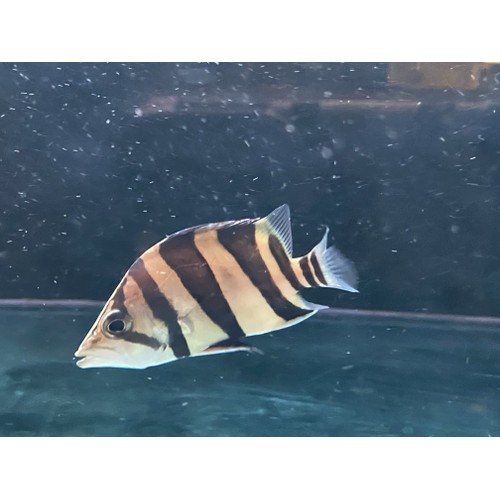 Ikan Hias datz borneo 3 bar Ikan Air Tawar Predator Aquarium Kolam Tankmate Predator