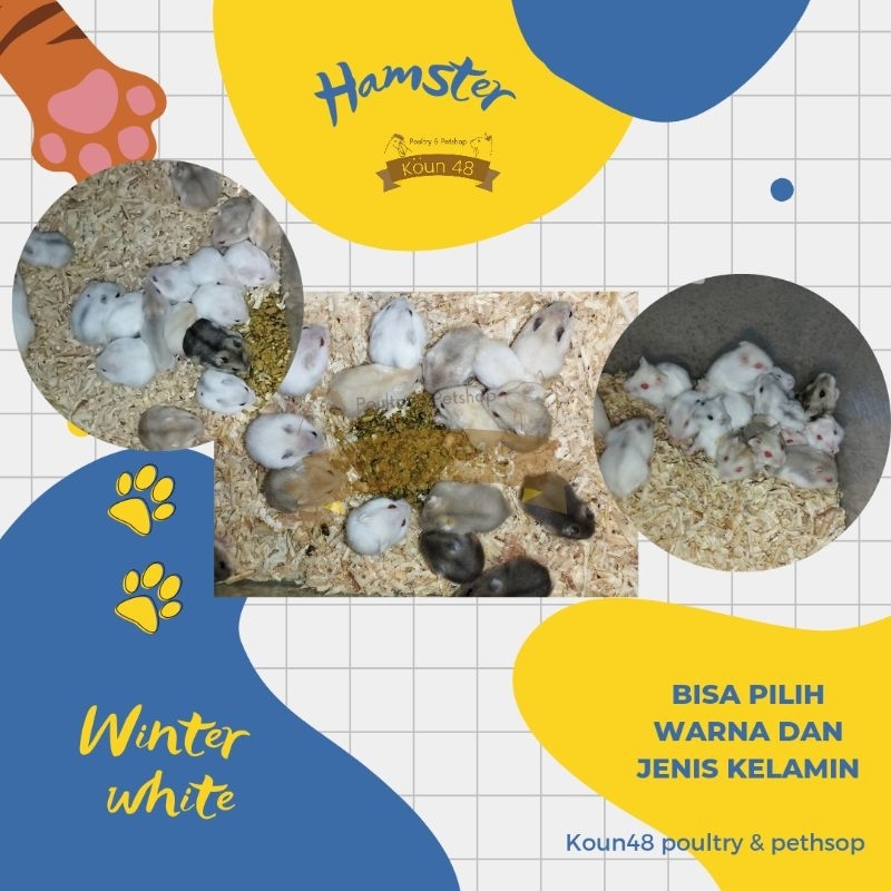 Hamster Winter White Jantan dan Betina hamster jinak khusus instan