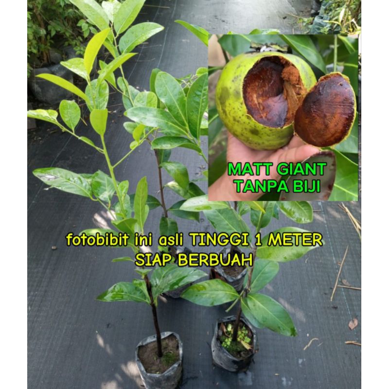bibit black sapote siap berbuah tinggi 1 meter jenis jumbo tanpa biji