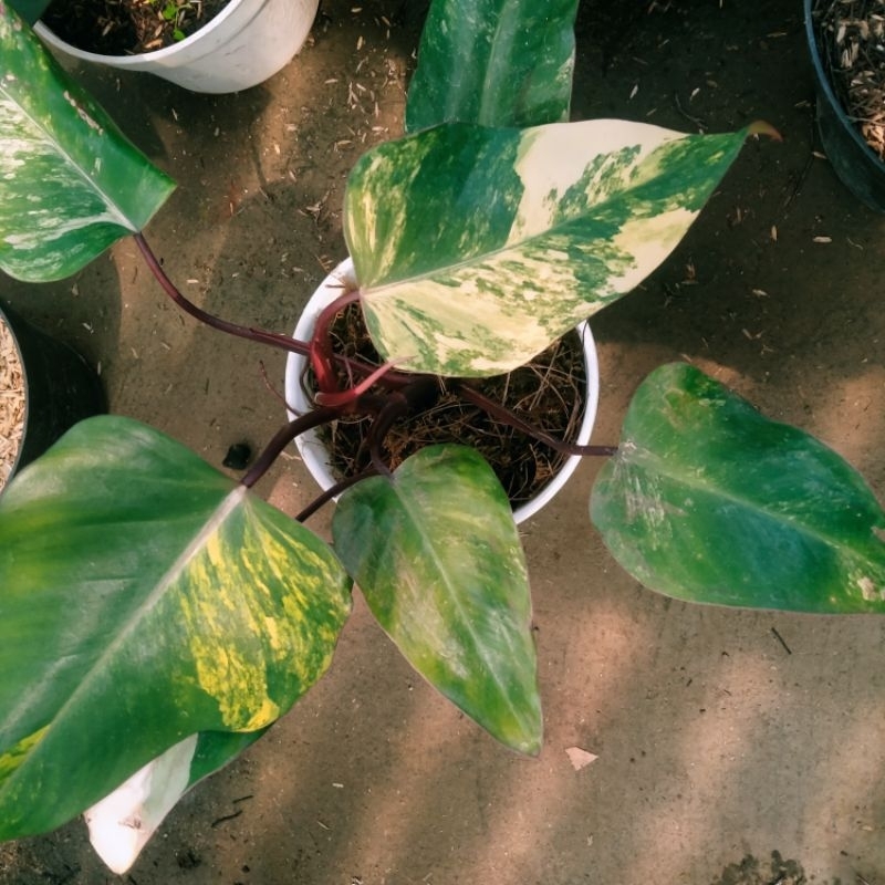 philodendron strawberry shake