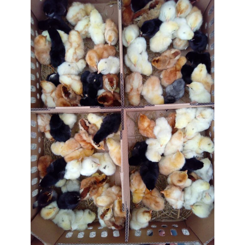 Doc Ayam Kampung Super [JOPER] (Sudah Vaksin Awal) Beli 10 Gratis Vitachick 1 Pcs.