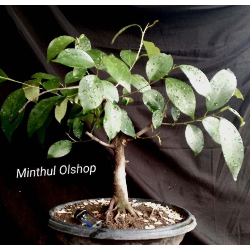 Bonsai iprik/preh bogel akar kokoh sesuai foto