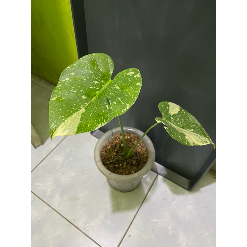 tanaman hias monthai monstera montai