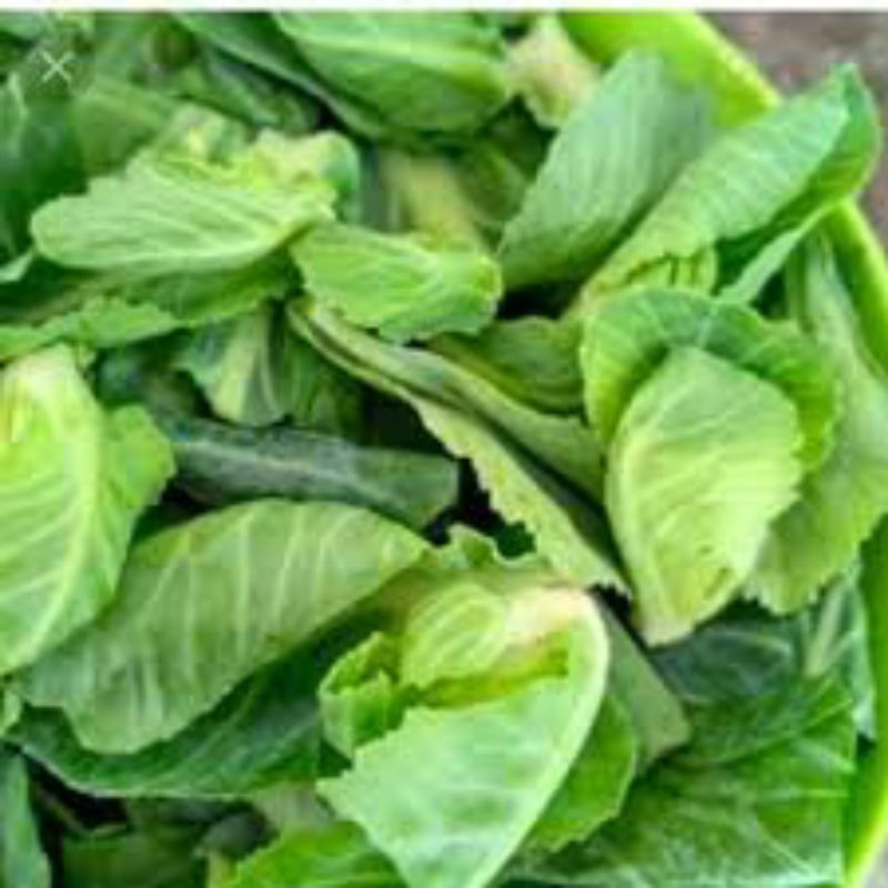 

sayur ciwis segar/fresh 250gram