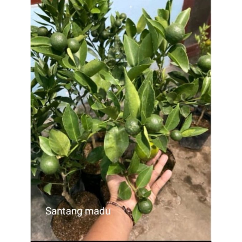 

jeruk santang madu berbuah valid