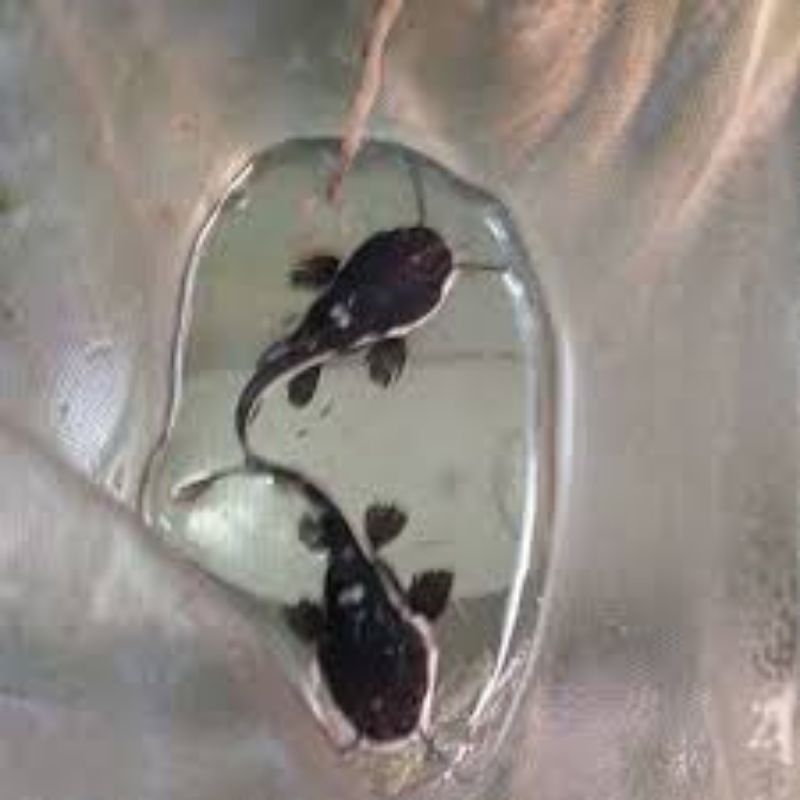 ikan predator RTC red tail catish TERMURAH