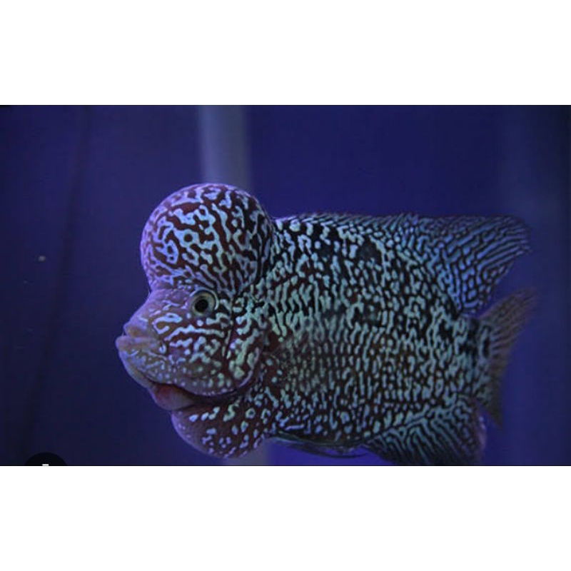 koleksi lohan cencu kanva size 7-9cm