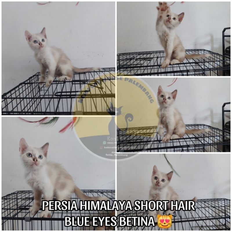 KUCING PERSIA KITTEN HIMALAYA SHORT HAIR