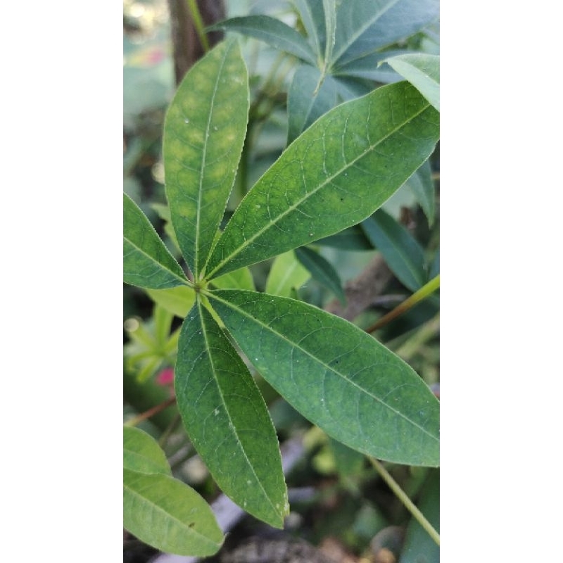 

daun randu kapuk fresh 500gr