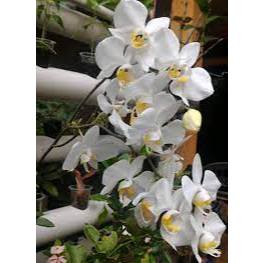 Anggrek Dendrobium Dr Uthai Green Dewasa Spike Knop Bunga Big Kode UTHG