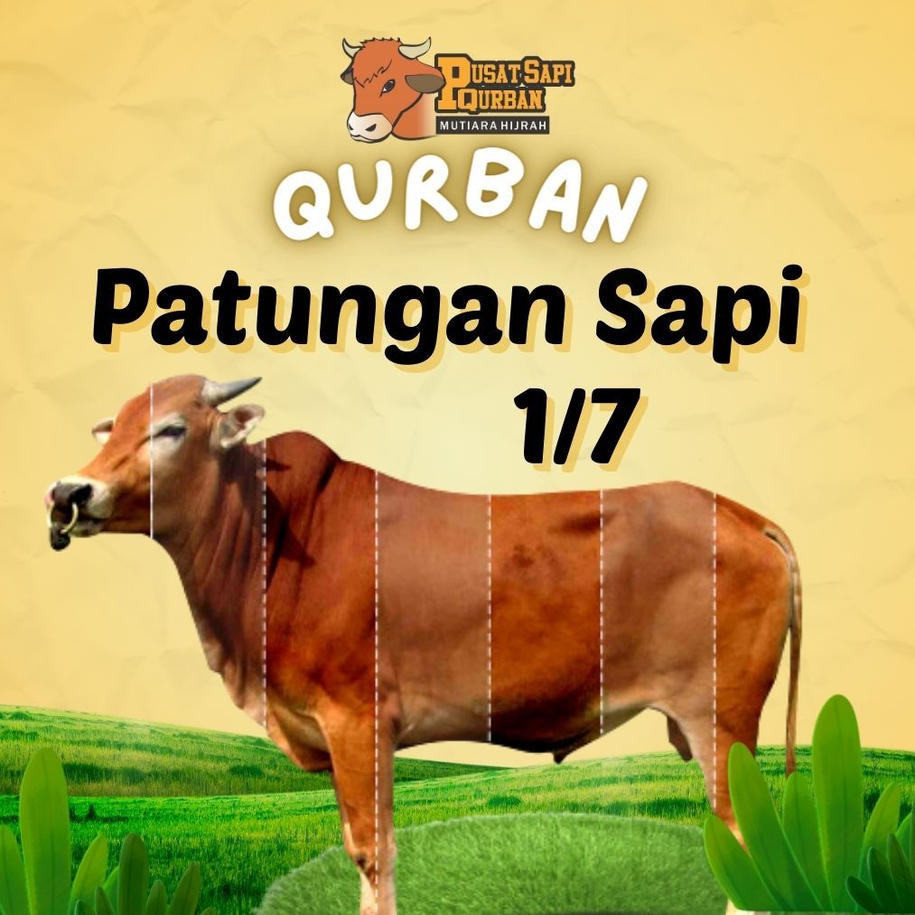 

Sapi Qurban Syirkah Untuk 7 Orang