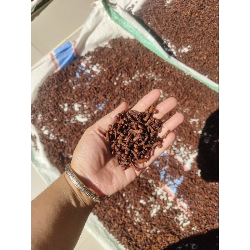 

Cengkeh kering Premium harga murah