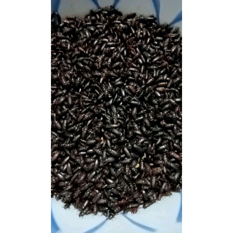 

KEPIK ULAT HONGKONG 2GELAS FRESH