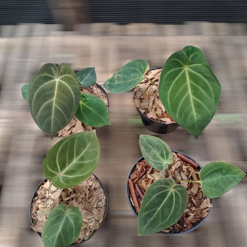 paket 4 pot tanaman hias anthurium desleri x hopmani ( real pick )