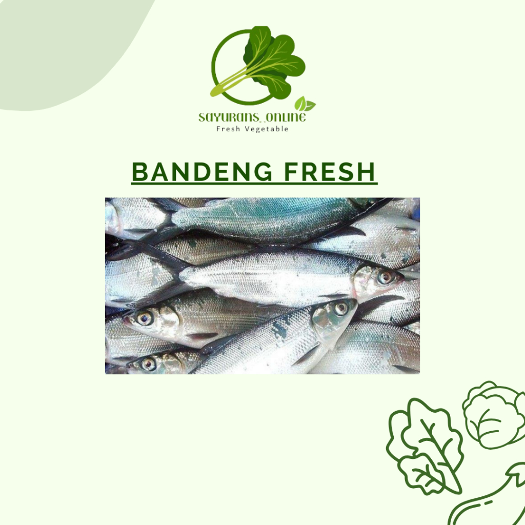 

ikan bandeng fresh
