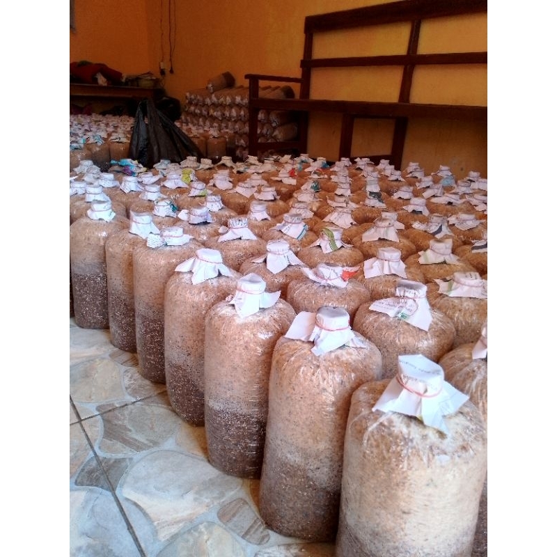 

BAGLOG JAMUR TIRAM PUTIH