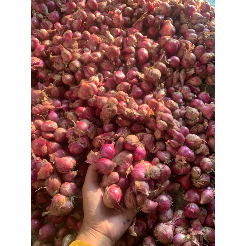 

bawang merah lokal asli sekoto 1kg