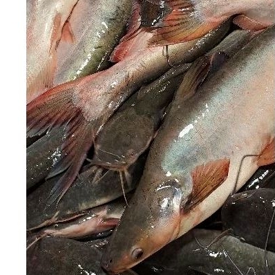 

ikan patin segar batam 1kg