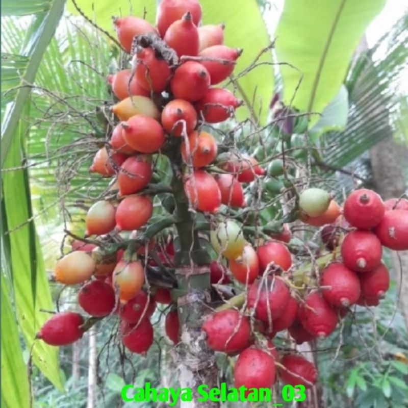 

Buah Pinang Merah Pinang Mini Jambe Rene palem merah frash isi 150grm