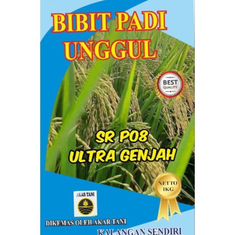 Bibit padi SR p-08 genjah baru cepat panen 1kg