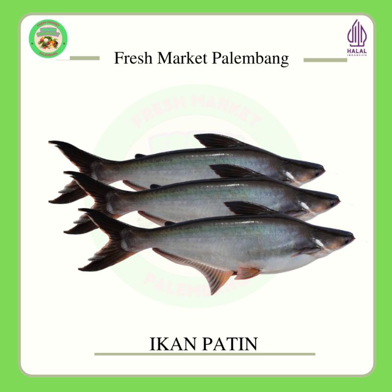 

Ikan Patin -Fresh Market Palembang-