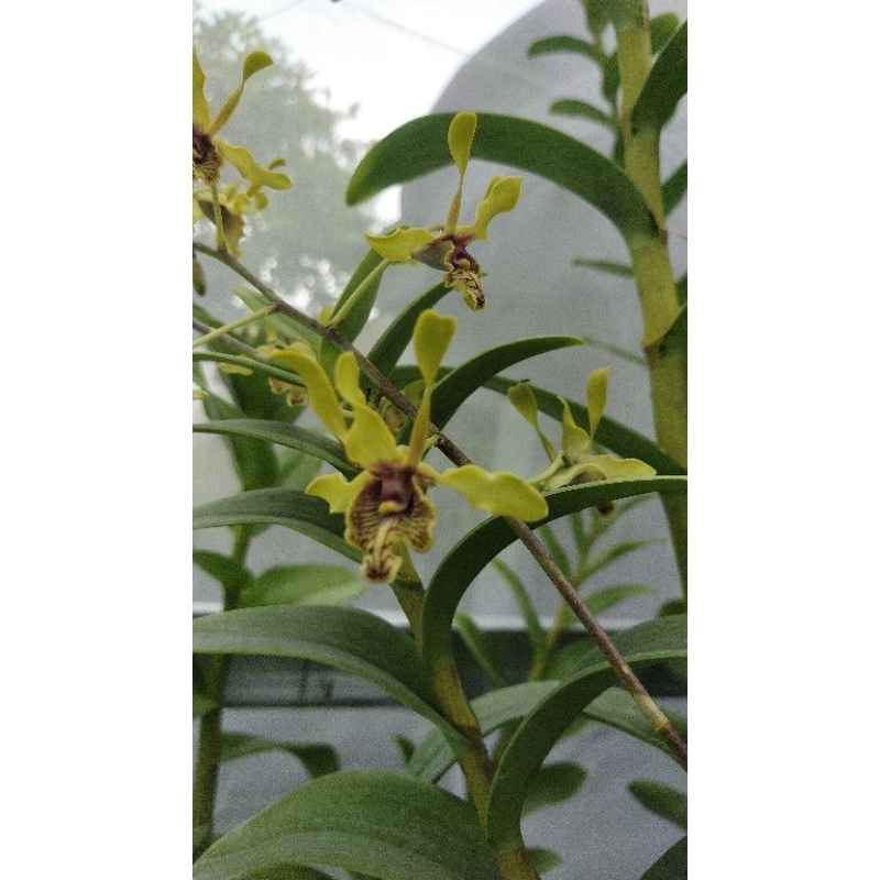 Dendro Kriting No Id