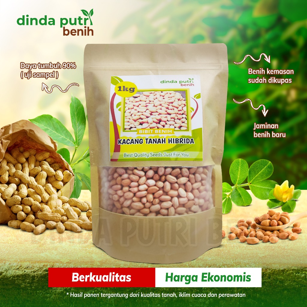Benih kacang tanah hibrida kulit putih super jumbo isi 1 kg super varietas gajah / bibit kacang tana