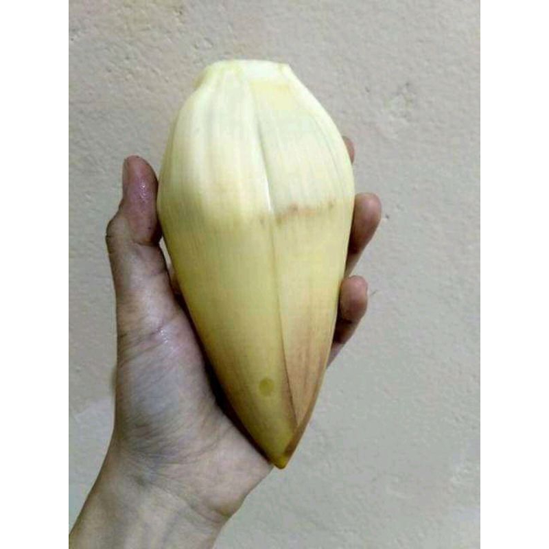 

Jantung Pisang / jantung pisang sayur / Macam-macam jantung pisang konsumsi