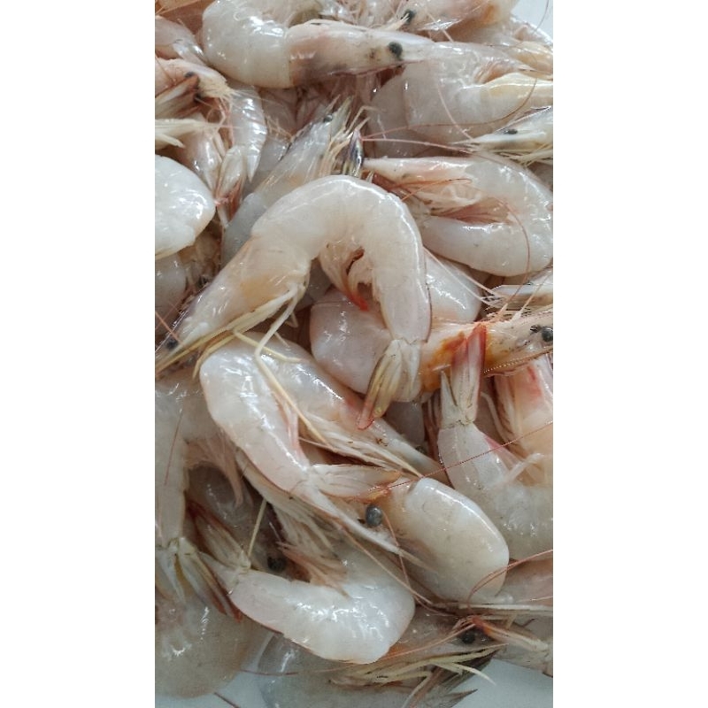 

udang peci besar 1 kg
