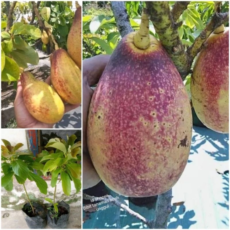 Bibit Alpukat Yellow Vietnam