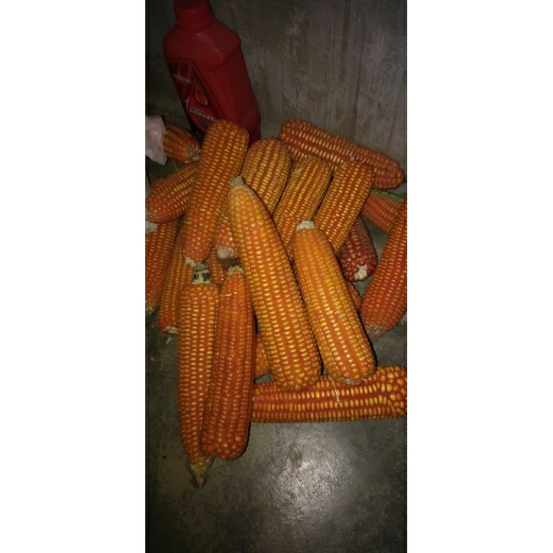

JAGUNG LOKAL SUMUT JAGUNG MANIS