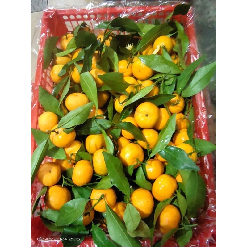 

Jeruksantangdaun 1 kg