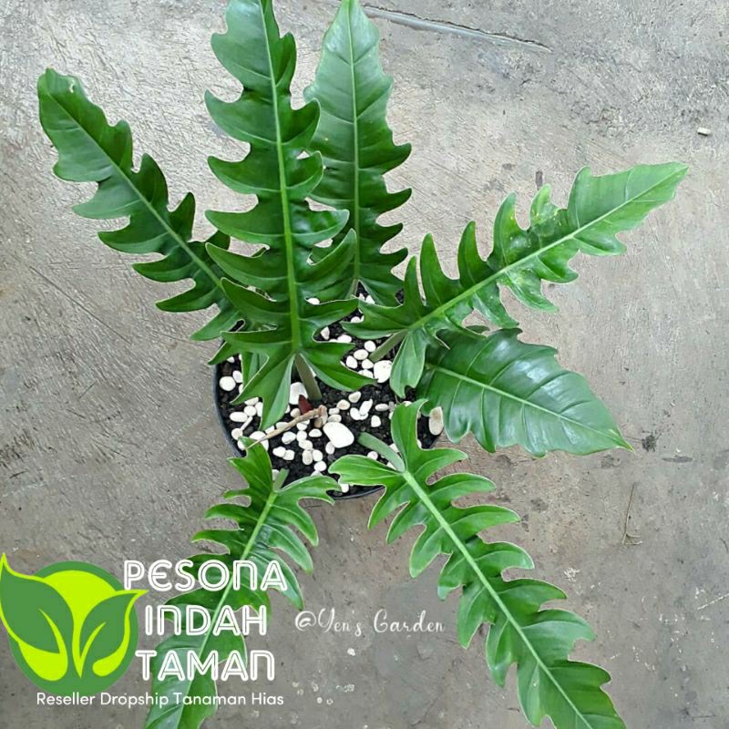 Tanaman hias philodendron green saw/philo gergaji - Philodendron gergaji