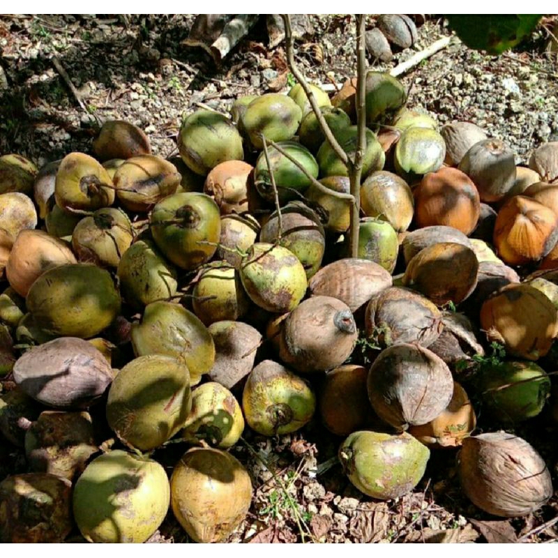 

kelapa kering masih utuh, harga per buah. kelapa kering bahan membuat santan.