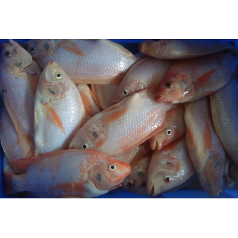 

ikan nila segar 1 kg